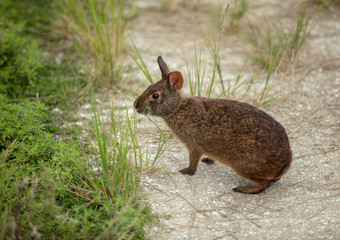 baby bunny freezes as you approach