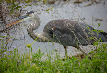 great blue heron gets a side profile from the banks of the wetlands