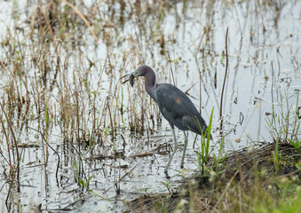 little blue heron has caught a fish for dinner