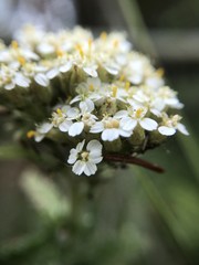 white flower