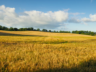 sunshine countryside in giant causeway,Northern Ireland