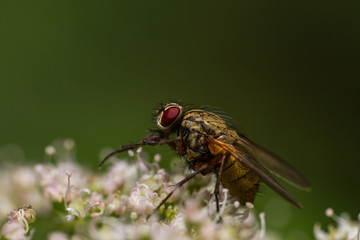 Helina or Phaonia species diptera?