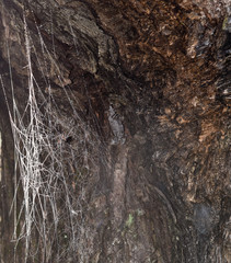 texture of bark of a tree