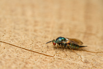 Ormyrus nitidulus parasitic wasp