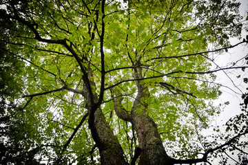 Fototapeta premium tree in forest