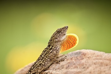 Male brown anole displaying dewlap