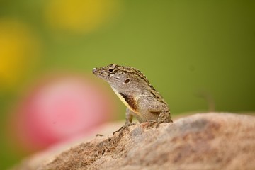 Male brown anole