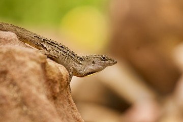 Brown anole