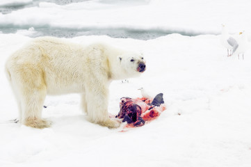 Obraz na płótnie Canvas Polar Bear with Beluga Whale Kill on the Ice Pack in the Arctic Ocean off the Coast of Norway. Ivory & Glaucous Gulls Wait Their Turn to Feast.