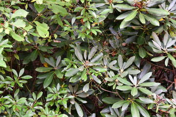 background of green leaves