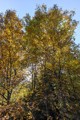 Fototapeta premium Autumn view with Yellow trees in South Park in city of Sofia, Bulgaria