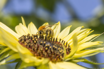 bee on sunflower. bee covered with pollen feeding on sunflower, macro shot