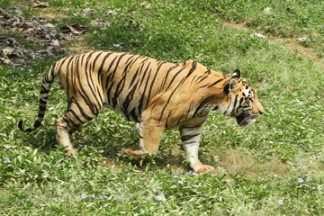 Fototapeta na wymiar panthera tigris 3