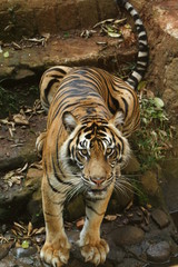 panthera tigris 2