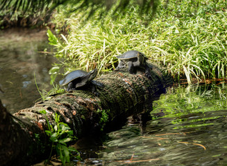 turtles have met on a log in the wetlands