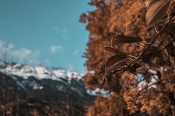 Herbstlicher Baum in Innsbruck mit Nordkette