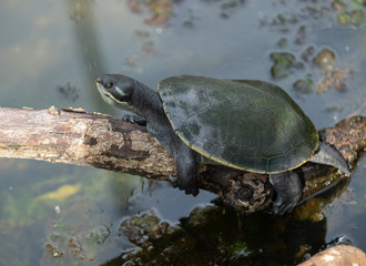 Fototapeta premium turtle takes abreak on a log