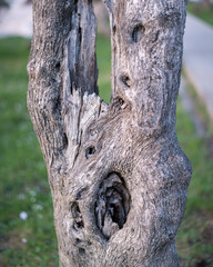 Fototapeta premium Detail of the trunk of an olive tree