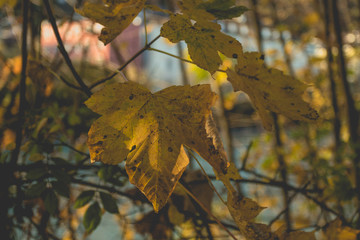 Herbstlaub in Innsbruck