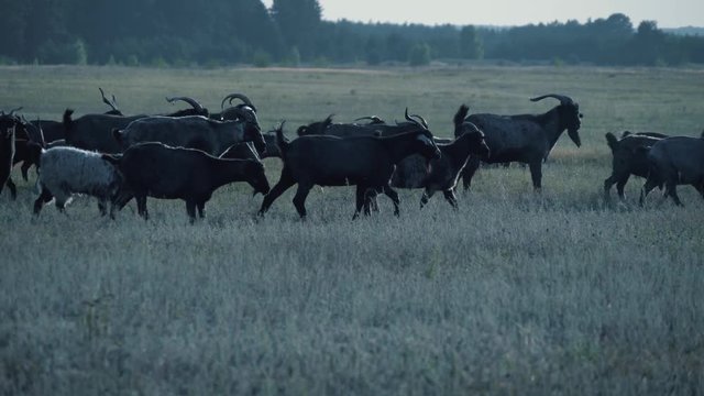 Herd of goats in the field at sunset