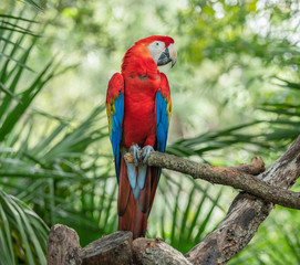 scarlet macaw is perched and posing for you