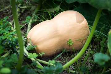 Ripe butternut squash lying on the ground