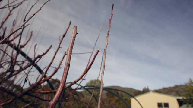 pruning apple tree stem