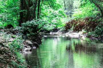 Fototapeta na wymiar river in the forest with a beautiful reflect