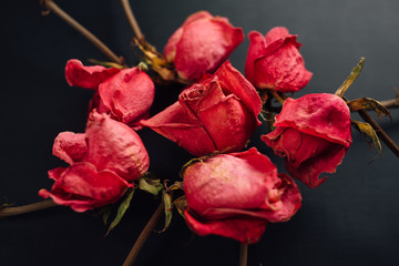 goth style dry red roses on black background