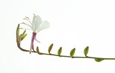 fiore bianco di oenothera