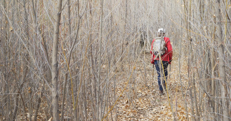 Naklejka na ściany i meble Adventurous senior woman with walking staffs hiking through forest of dead trees