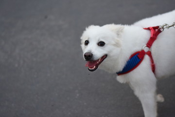 White dog with red collar against concrete background