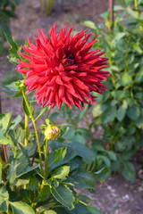 Large red Dahlia flower in the garden