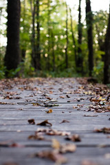 Fall leaves on a wooden path in a Park