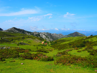 Landscape near Covadonga Lakes, Picos de Europa, Asturias, Spain