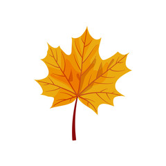 Vector maple leaf on white background