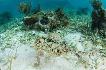 Yellow Stingray, Urolophus jamaicensis, Swimming in Caribbean