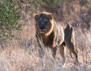 Male Lion on the Hunt