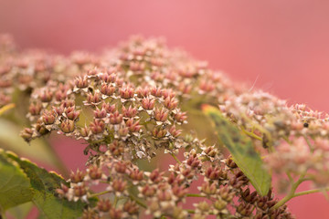 Pink background, umbrella with seeds of plants, ornamental plants for garden and park.