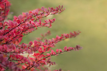 Red  leaves on a green background, chromatic effect, Shallow depth of field, beautiful park plants decorations of autumn.