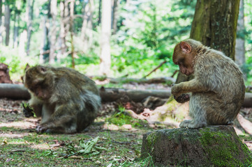 The Barbary macaque or magot at the monkey mountain in kintzheimen alsace, france
