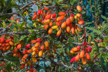 A bunch of ripening barberry berries grows on the bushes.