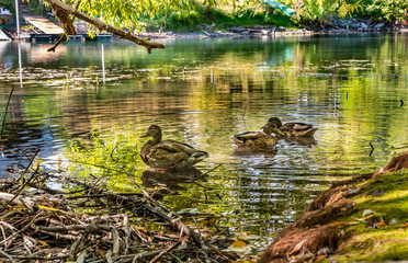 Three of many ducks enjoying the quiet solitude of the Whitefish River in Whitefish, MT