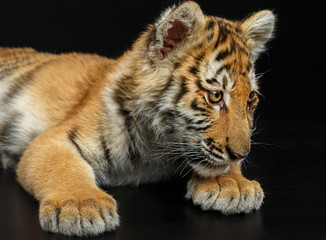 Young Tiger Isolated  on Black Background in studio