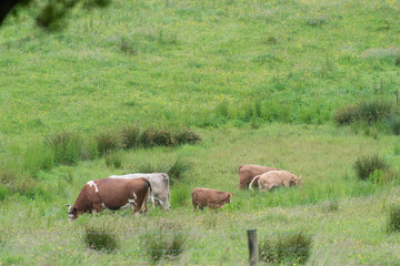 Fototapeta na wymiar cattle grazing in ireland