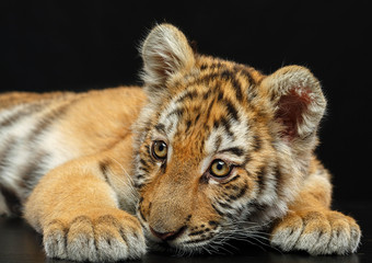 Young Tiger Isolated  on Black Background in studio