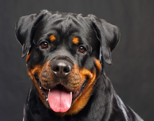 Rottweiler Dog  Isolated  on Black Background in studio - obrazy, fototapety, plakaty