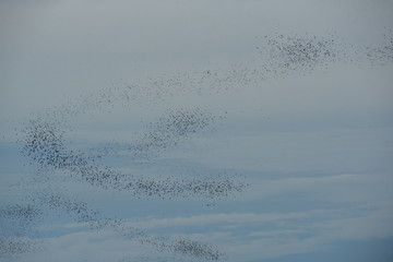 A flock of bats flying