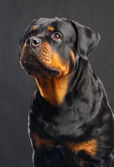 Obraz premium Rottweiler Dog Isolated on Black Background in studio