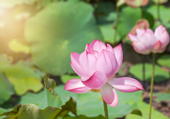 Obraz premium Close up pink lotus flower or Sacred lotus flower ( Nelumbo nucifera ) with green leaves blooming in lake on sunny day